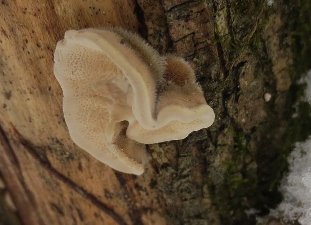 trúdnikovec chlpatý Trametes hirsuta (Wulfen) Lloyd