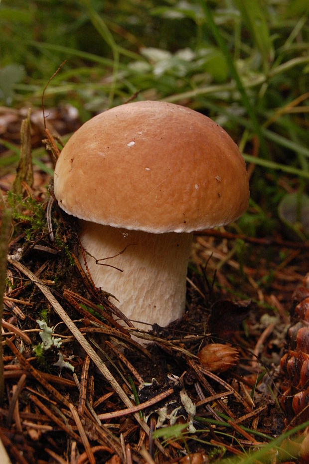 hríb smrekový Boletus edulis Bull.