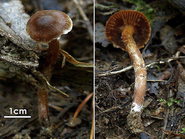 pavučinovec uhľovohnedý Cortinarius carbunculus H.Lindstr. & H.Markl.