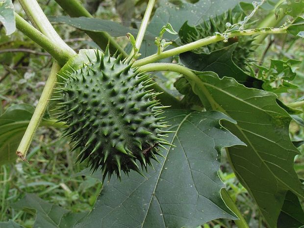 durman obyčajný Datura stramonium L.