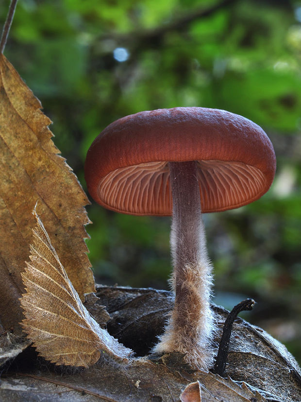 peniazovka hnedočervená Gymnopus fuscopurpureus (Pers.) Antonín, Halling & Noordel.