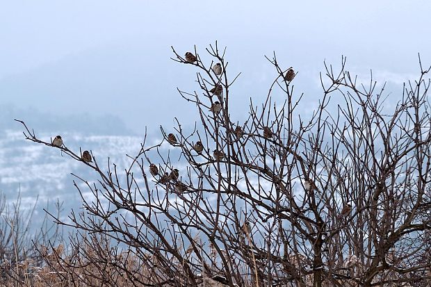 vrabec poľný Passer montanus