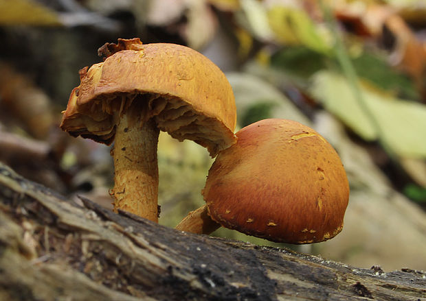 šupinovka Pholiota sp.