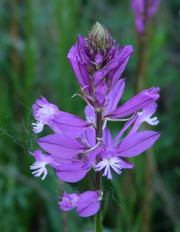 horčinka väčšia Polygala major Jacq.