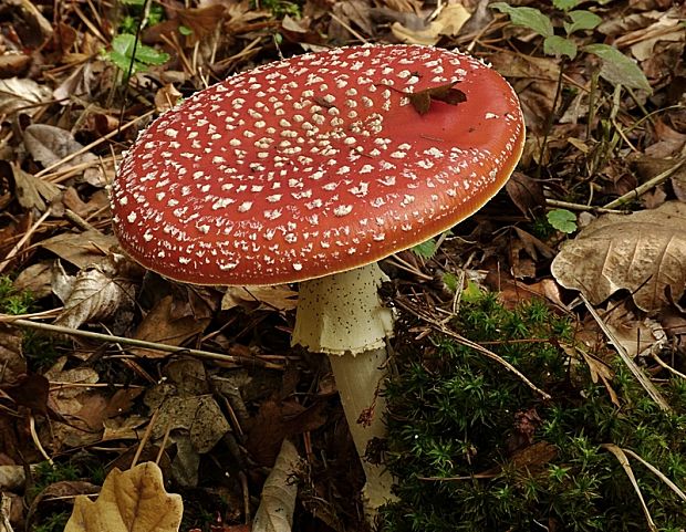 muchotrávka červená Amanita muscaria (L.) Lam.