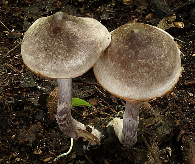 pavučinovec Cortinarius sp.