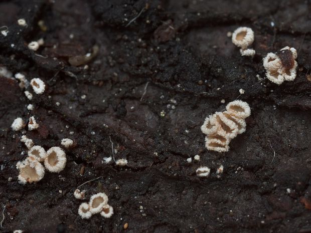 Episphaeria fraxinicola (Berk. & Broome) Donk