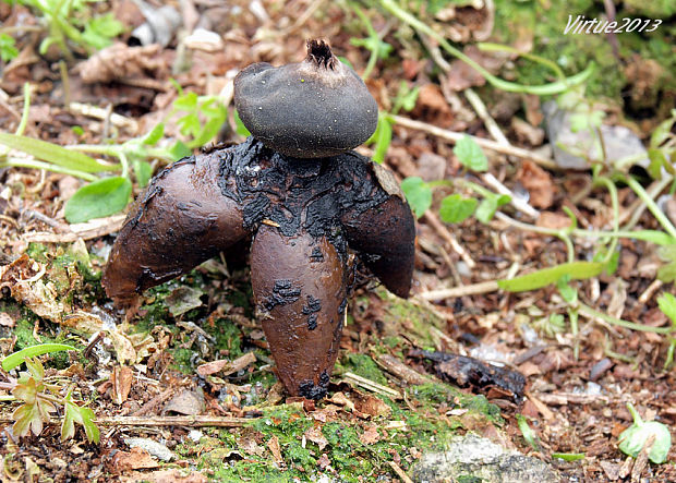 hviezdovka klenbová Geastrum fornicatum (Huds.) Hook.