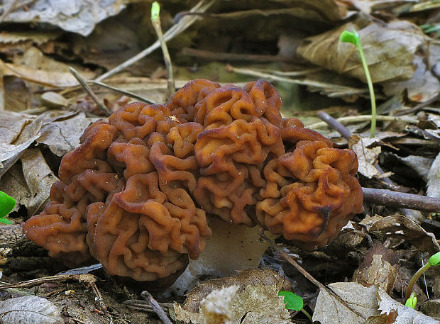 ušiak obyčajný Gyromitra esculenta (Pers.) Fr.