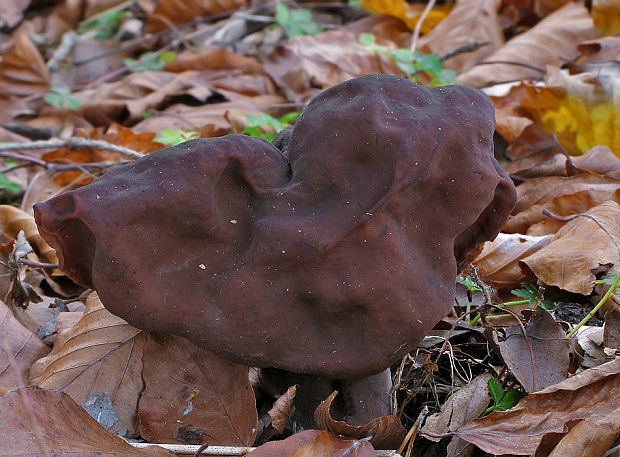 ušiak mitrovitý Gyromitra infula (Schaeff.) Quél.