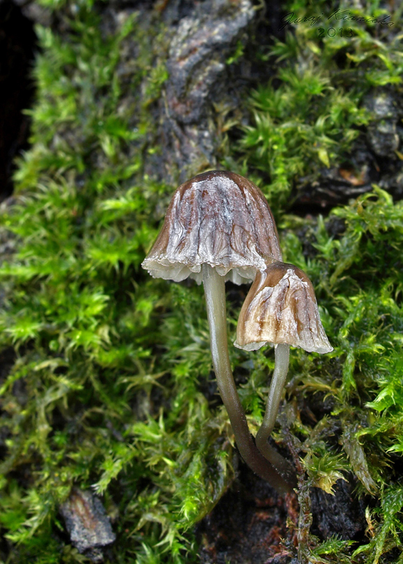 prilbička Mycena sp.