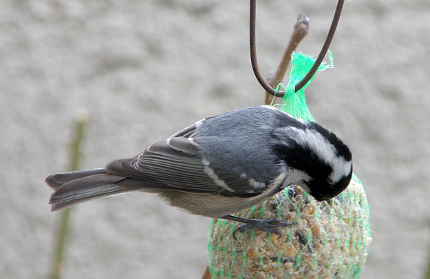 sýkorka uhliarka Parus ater