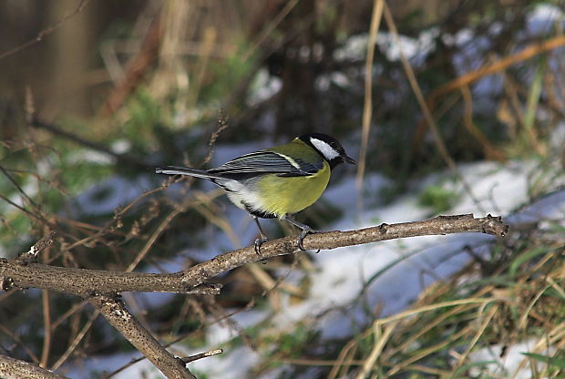 sýkorka bielolica Parus major