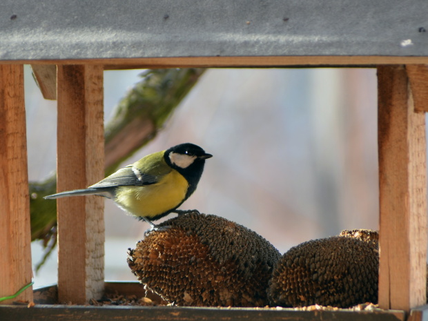 sýkorka bielolíca Parus major