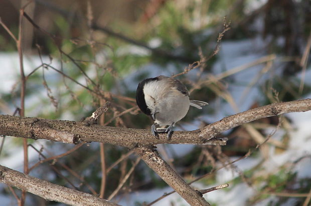 sýkorka lesklohlavá Parus palustris