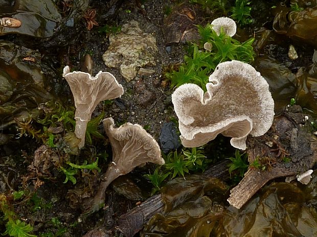 rebrovička lopatkovitá Arrhenia spathulata (Fr.) Redhead