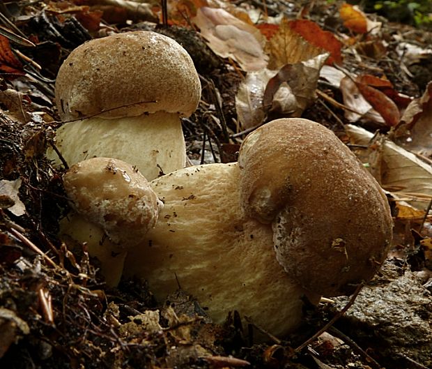 hríb dubový Boletus reticulatus Schaeff.