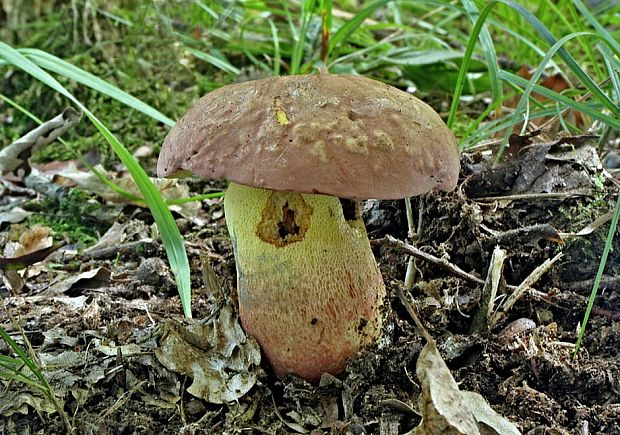 hríb nádherný Butyriboletus fuscoroseus (Smotl.) Vizzini & Gelardi