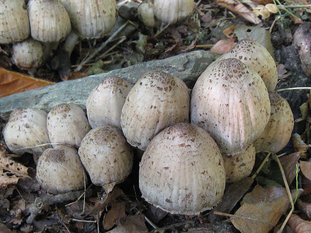 hnojník Romagnesiho Coprinopsis romagnesiana (Singer) Redhead, Vilgalys & Moncalvo