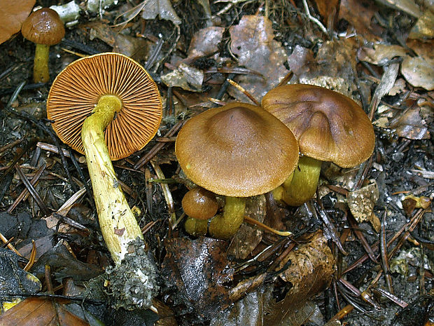 pavučinovec škoricový Cortinarius cinnamomeus (L.) Fr.