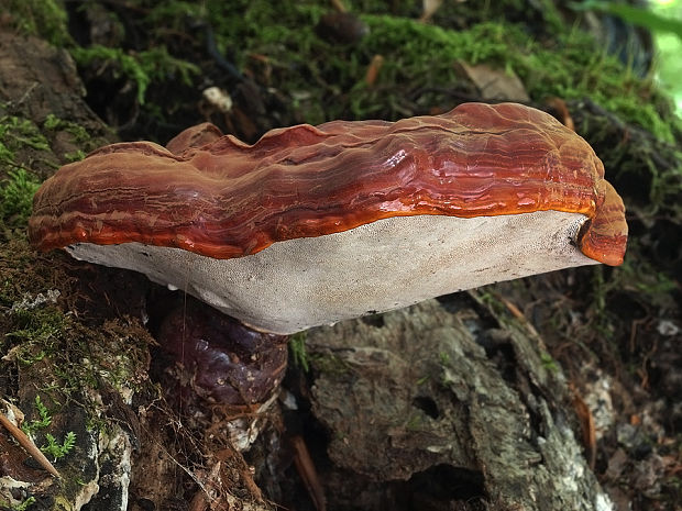 lesklokôrovka obyčajná Ganoderma lucidum (Curtis) P. Karst.