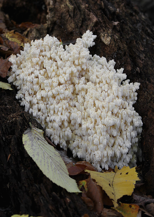 koralovec bukový Hericium coralloides (Scop.) Pers.