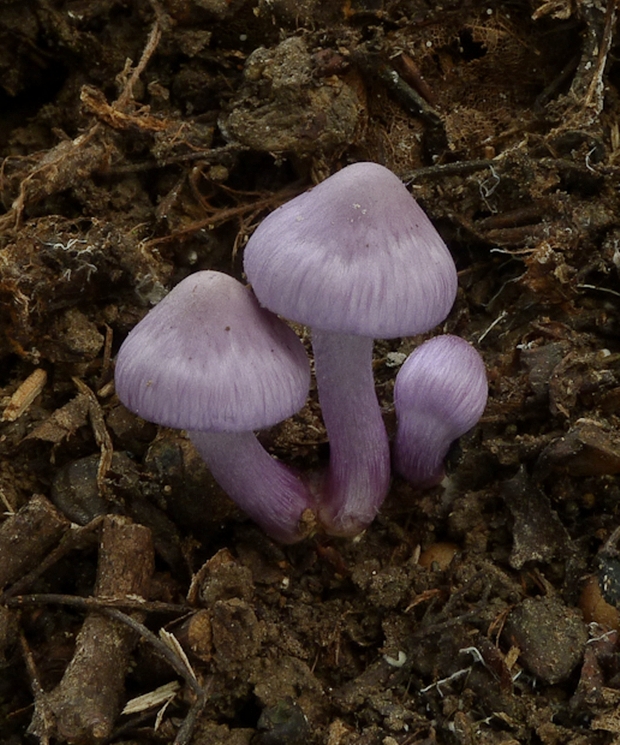 vláknica hlinovolupeňová Inocybe geophylla (Bull.) P. Kumm.