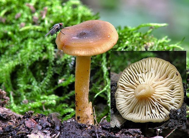 rýdzik jelšový Lactarius obscuratus (Lasch) Fr.