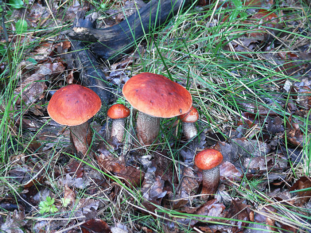 kozák dubový Leccinum aurantiacum (Bull.) Gray