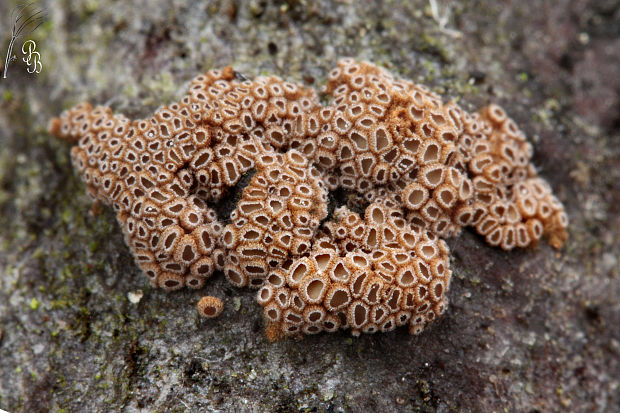 padrobnica Merismodes fasciculata (Schwein.) Donk