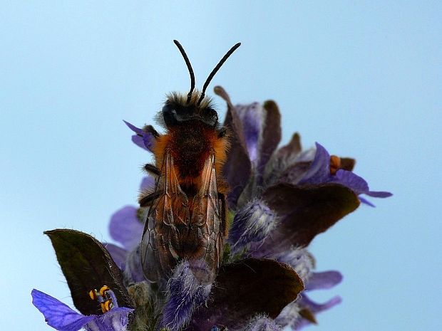 osmia Osmia rufohirta Latreille, 1811