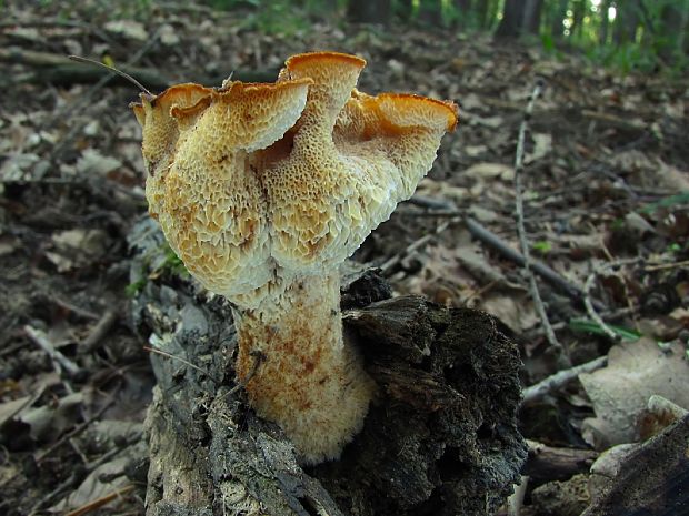 trúdnik Polyporus sp.?