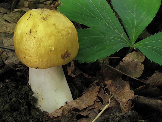 plávka hlinovožltá Russula ochroleuca Fr.