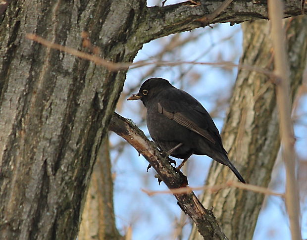 drozd čierny Turdus merula