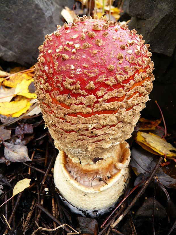 muchotrávka červená Amanita muscaria (L.) Lam.