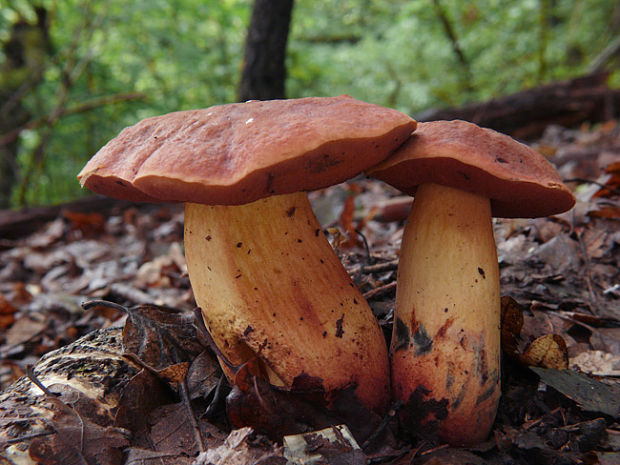 hríb Boletus sp.