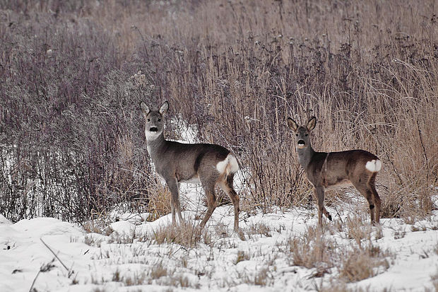 srna lesná Capreolus capreolus