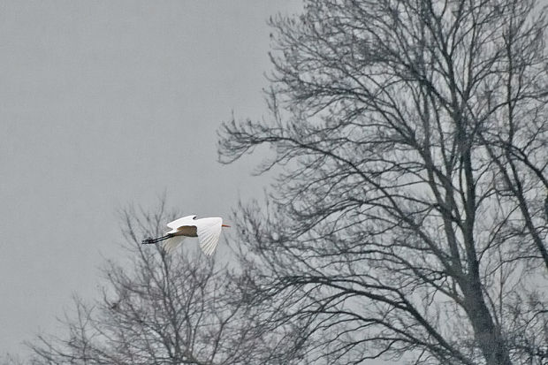 beluša veľká  Egretta alba