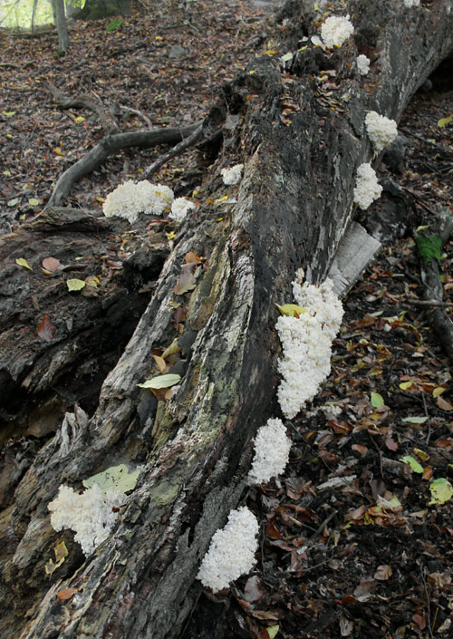 koralovec bukový Hericium coralloides (Scop.) Pers.