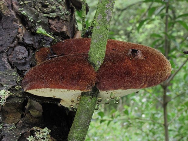 ryšavec srstnatý Inonotus hispidus (Bull.) P. Karst.