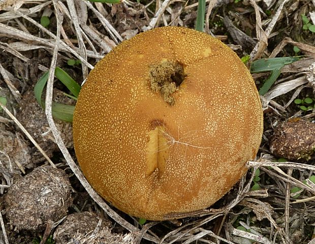 prášnica Lycoperdon sp.