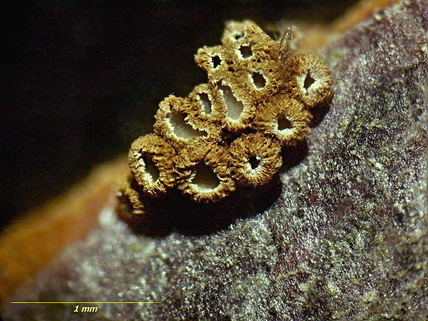 padrobnica zvláštna Merismodes anomala (Pers.) Singer