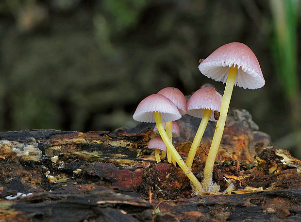 prilbička žltohlúbiková Mycena renati Quél.