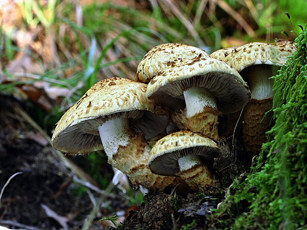 drobuľka medúzová Psathyrella caput-medusae (Fr.) Konrad & Maubl.