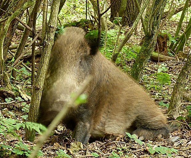 diviak lesný Sus scrofa