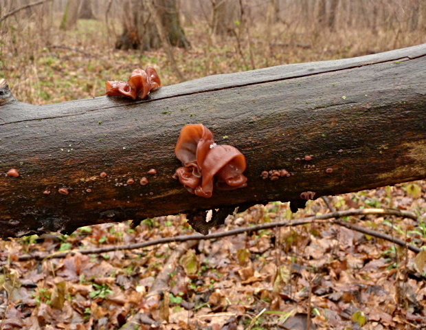 uchovec bazový Auricularia auricula-judae (Bull.) Quél.