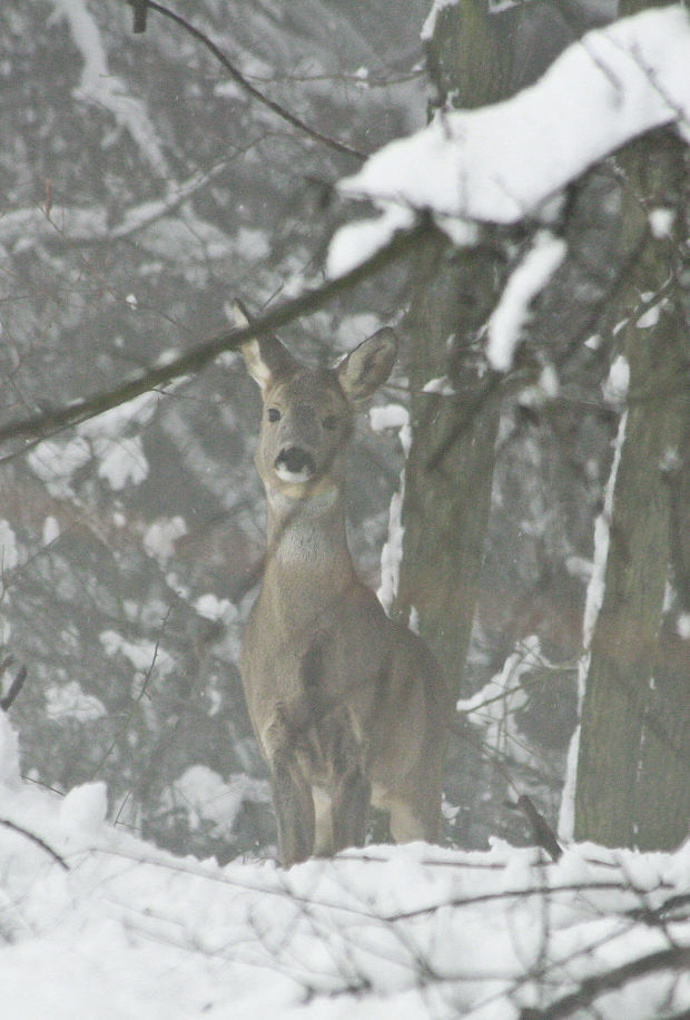 srna lesná Capreolus capreolus