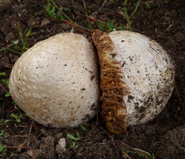 strieška bedľovitá Chlorophyllum agaricoides (Czern.) Vellinga