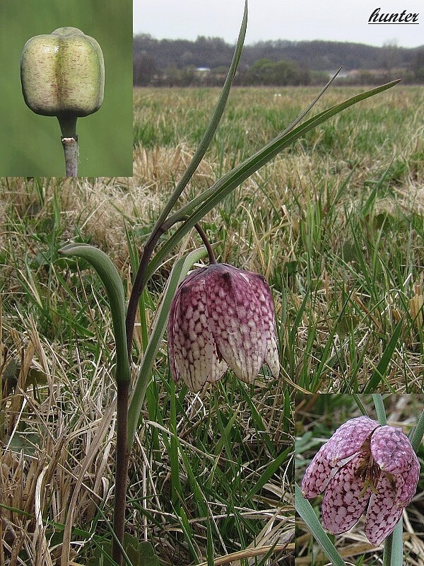 korunkovka strakatá Fritillaria meleagris L.