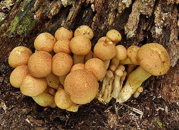 šupinovec nádherný Gymnopilus junonius (Fr.) P.D. Orton